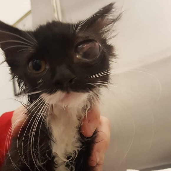 Meet your Posher, Deezo - Picture 10 of 16